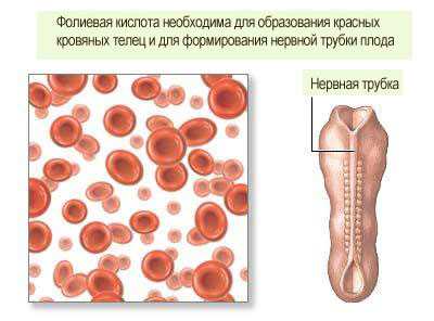 Норма фолиевой кислоты в анализе крови thumbnail