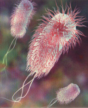E. coli - возбудитель эшерихиоза