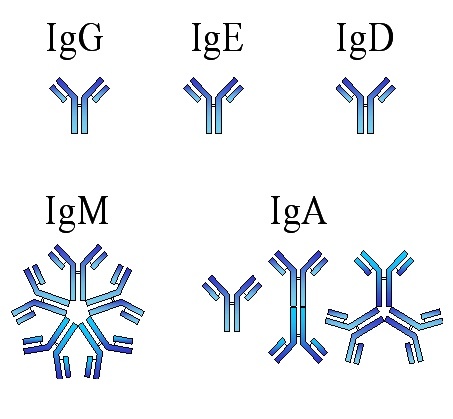 Схематическое строение иммуноглобулинов