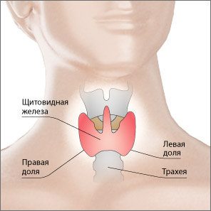 Анатомические особенности щитовидной железы