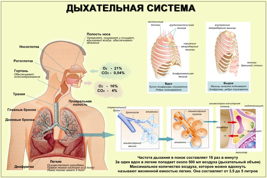 Инфекции верхних дыхательных путей мкб 10 код thumbnail