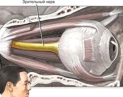Анатомическое положение зрительного нерва