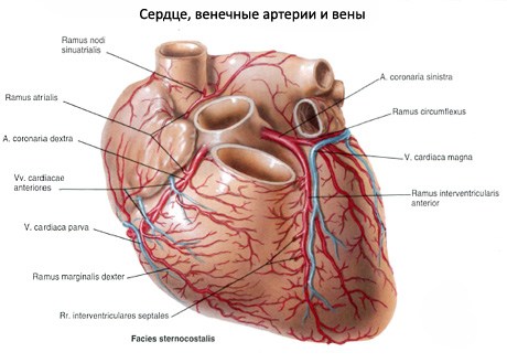 Кровоснабжение сердца