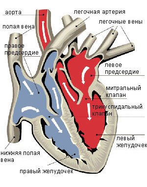 Пролапс аортального клапана код мкб thumbnail