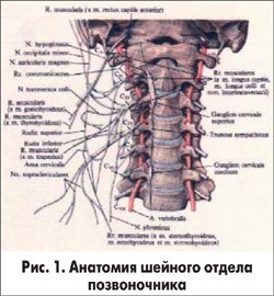 Анатомия шейного отдела позвоночника, поражающегося при синдроме Баре-Льеу