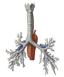 Анатомическое строение трахеи