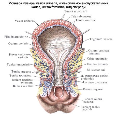 Анатомическое строение мочевого пузыря