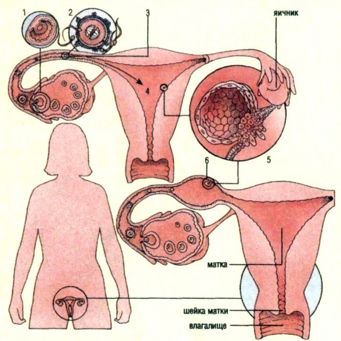 Варианты внематочной беременности