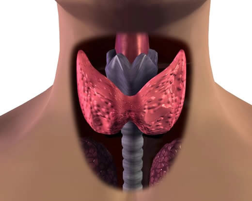 Анатомическое строение щитовидной железы