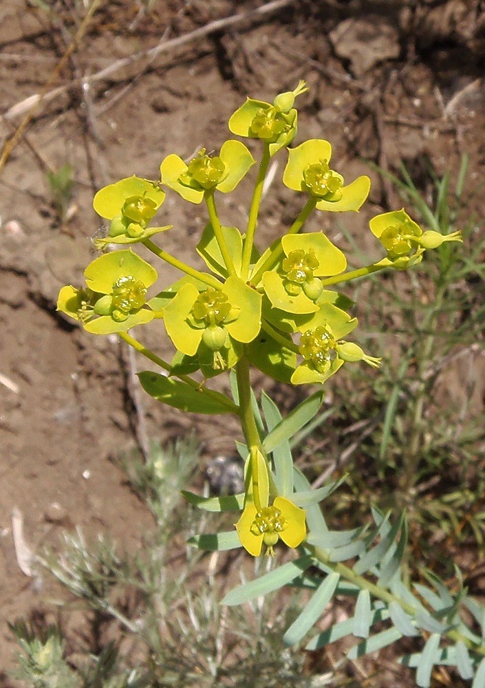 Euphorbia seguierana