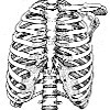 Рентгенография костей туловища