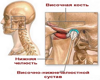 Анатомия височно-нижнечелюстного сустава