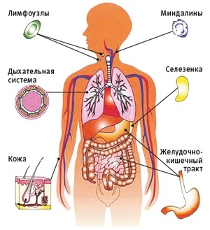 Органы иммунной системы человека
