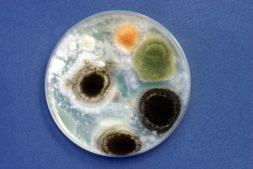 Рост грибков Candida в лабораторных условиях