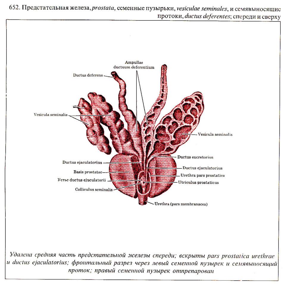 Семенной пузырек семенная железа. Предстательная железа анатомия строение. Предстательная железа анатомия рисунок. Строение предстательной железы доли. Схема строения предстательной железы.