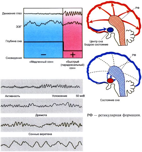 Физиологическая электроэнцефалограмма во время сна