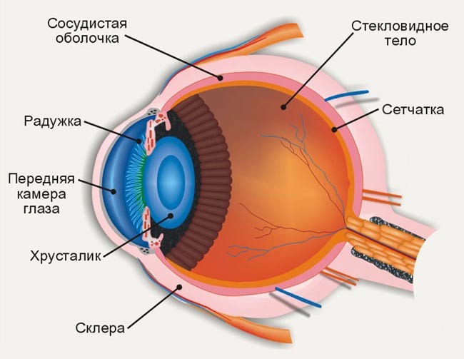 Снижение зрения :: Симптомы, причины, лечение и шифр по МКБ-10.