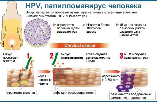 Nemi és egyéb HPV vírusok - A HPV vírusok típusai